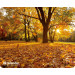 Коврик для мыши Defender Silk Pad Nature 230x190x1.6 мм, 10 видов