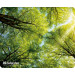 Коврик для мыши Defender Silk Pad Nature 230x190x1.6 мм, 10 видов