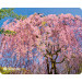 Коврик для мыши Defender Silk Pad Nature 230x190x1.6 мм, 10 видов